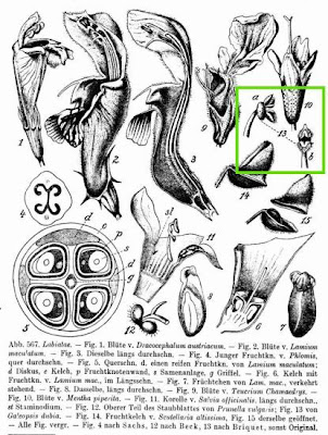 Galeopsis dubia