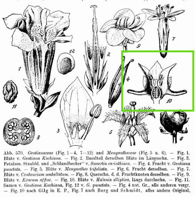 Halenia elliptica