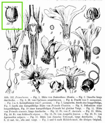 Auricula Auricula
