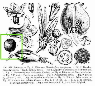 Vaccinium myrtillus,
aojiku-sunoki,
bilberry,
blaeberry,
dwarf bilberry,
Heidelbeere,
hime-usunoki,
Mirtillo nero,
mirtilo,
myrtille,
myrtle blueberry,
myrtle whortleberry,
uva-do-monte,
whinberry,
whortleberry,
Wineberry