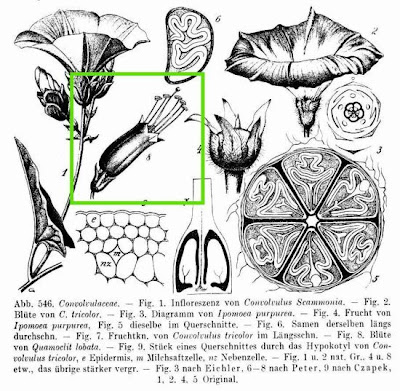 Quamoclit lobata
