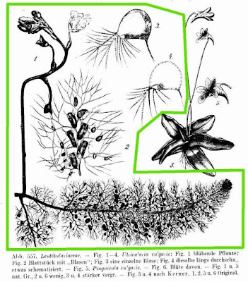 Erba-vescica comune