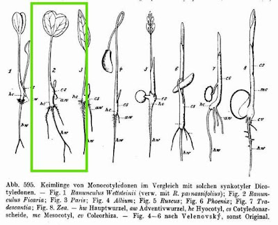 Ranunculus ficaria,
celedonia mayor,
erva-hemorroidal,
ficaire,
ficaire fausse renoncule,
fig buttercup,
lesser celandine,
pilewort,
Ranuncolo favagello,
Ranuncolo favagello maggiore,
renoncule ficaire,
Scharbockskraut