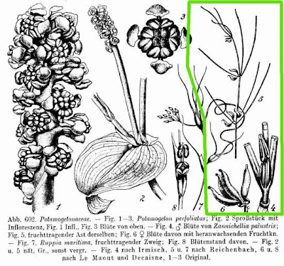 Zannichellia palustris,
horned pondweed,
horned poolmat,
horned-pondweed,
Teichfaden,
Zannichellia,
Zannichellie des marais