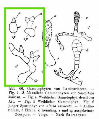 Saccorhiza bulbosa