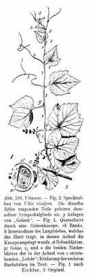 Echter Weinstock