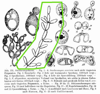 Saccharomyces ellipsoideus
