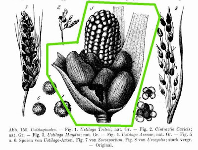 Corn smut Corn smut