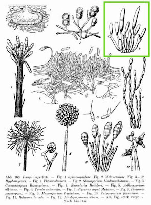 Ramularia hellebori