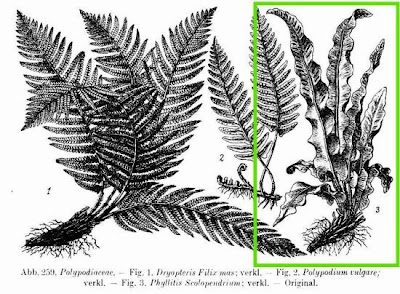 Phyllitis scolopendrium (L.) Newman