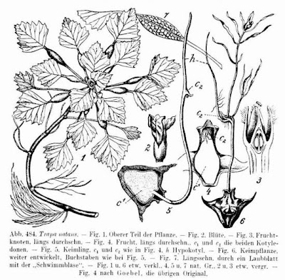 Caltrop