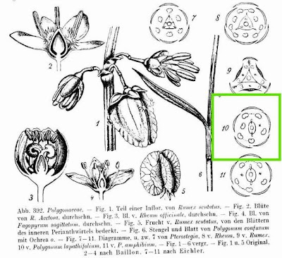 Erva-de-bicho-pruinosa
