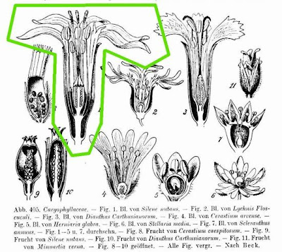 Nottingham Catchfly
