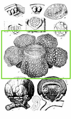 Rafflesia arnoldii