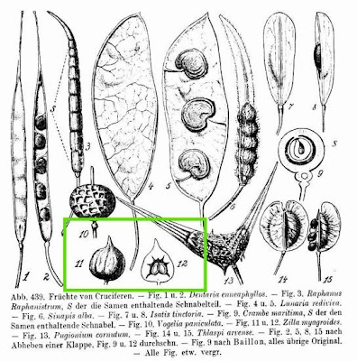 Zilla myagroides