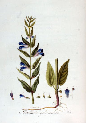 Scutellaria galericulata L.