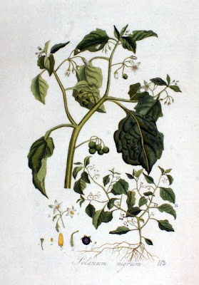 Garden nightshade