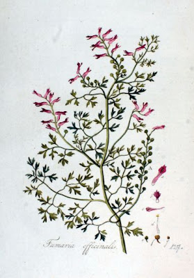 Common fumitory Common fumitory
