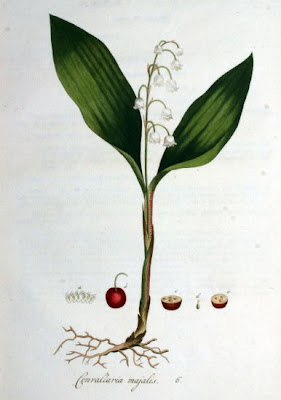 Giglio delle convalli Giglio delle convalli