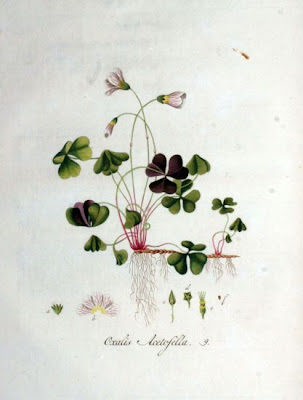 European wood-sorrel European wood-sorrel