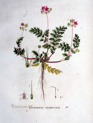 Alfilaria Alfilaria