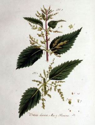 California nettle California nettle