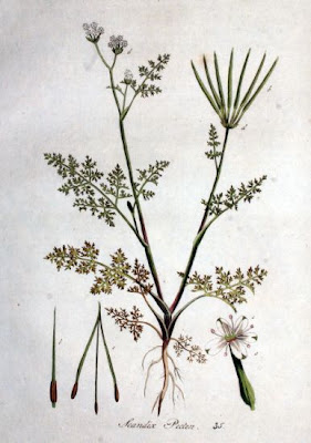 Nabelkerbel