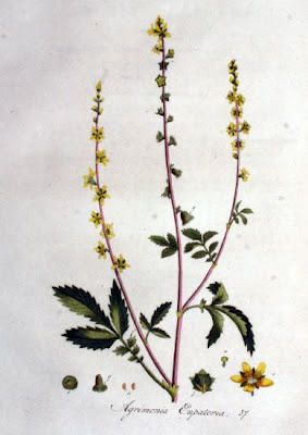Agrimonia comune Agrimonia comune