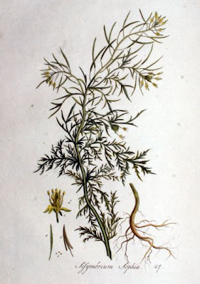 Flixweed