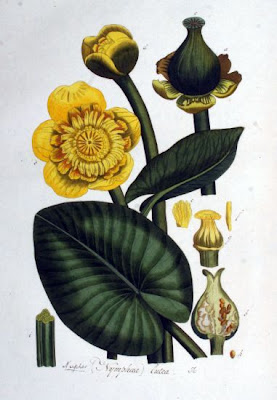 Yellow pond-lily