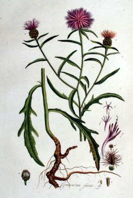 Fiordaliso di Welden