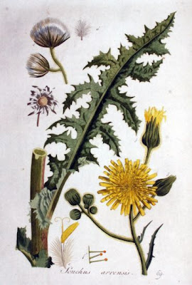 Corn sow thistle Corn sow thistle