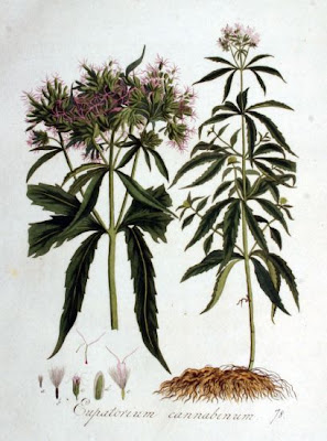 Hemp-agrimony Hemp-agrimony