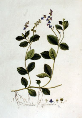 Gypsyweed