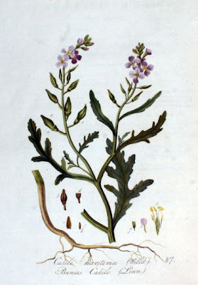 Cakile maritima,
European searocket,
Ravastrello marittimo,
sea rocket