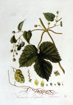 L�pulo