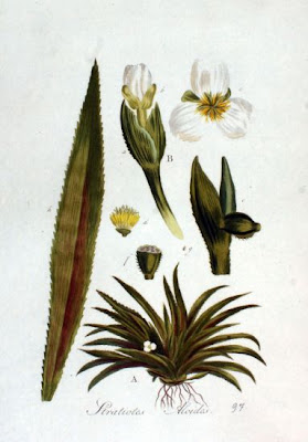 Water-soldier