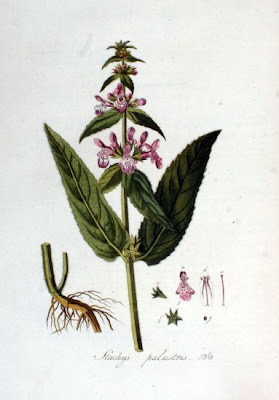 Espiga palustre