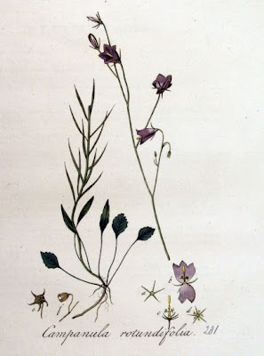 Campanula rotundifolia L.