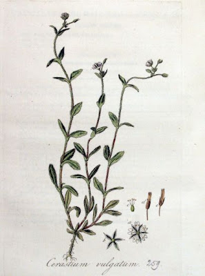 Big chickweed Big chickweed