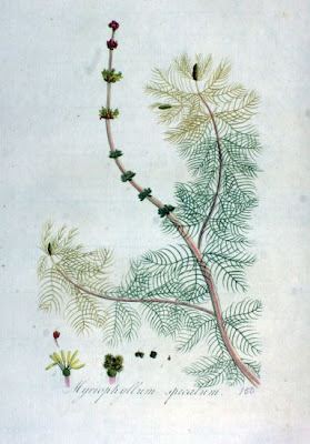 Myriophylle en epi