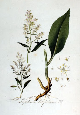 Broadleaf pepperweed Broadleaf pepperweed