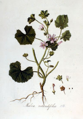 Low mallow