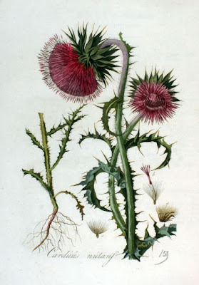Carduus nutans L.