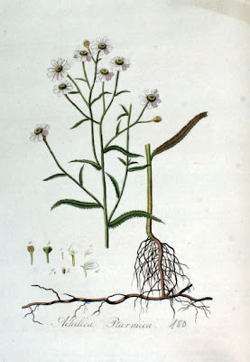 Achillea ptarmica L.