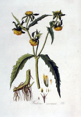 Bidens cernua L.