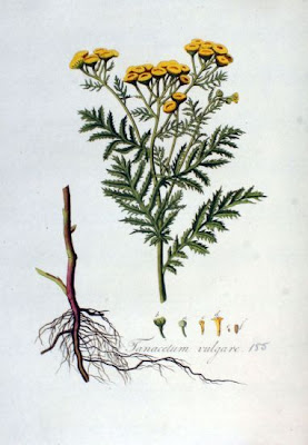 Erba-amara selvatica Erba-amara selvatica