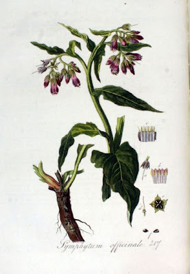 Echter beinwell