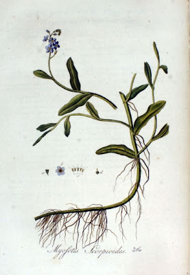 Broad Leaved Forget Me Not Broad Leaved Forget Me Not