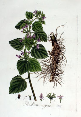 Ballota nigra L.